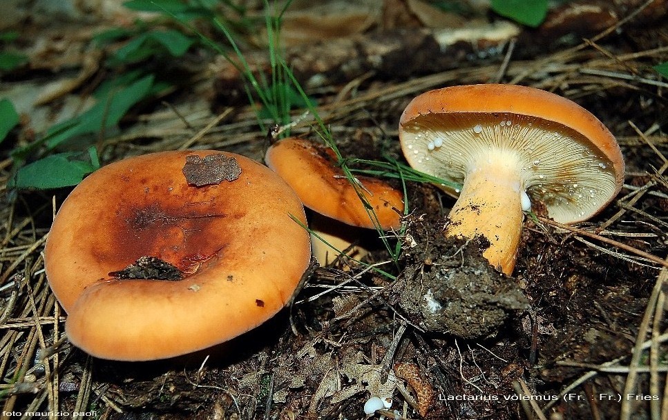 Lactarius volemus